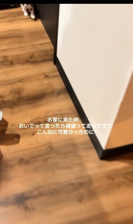 飼い主の元へ向かう子猫