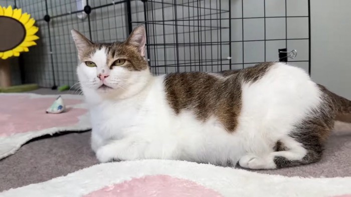 カーペットに伏せする保護猫