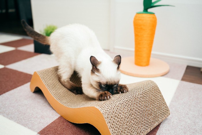 爪とぎをする子猫