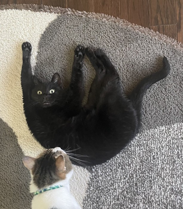 仰向けに寝て他の猫に見られる猫