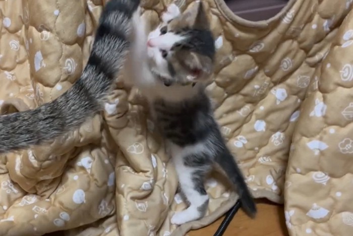 親猫の尻尾にじゃれ付く子猫