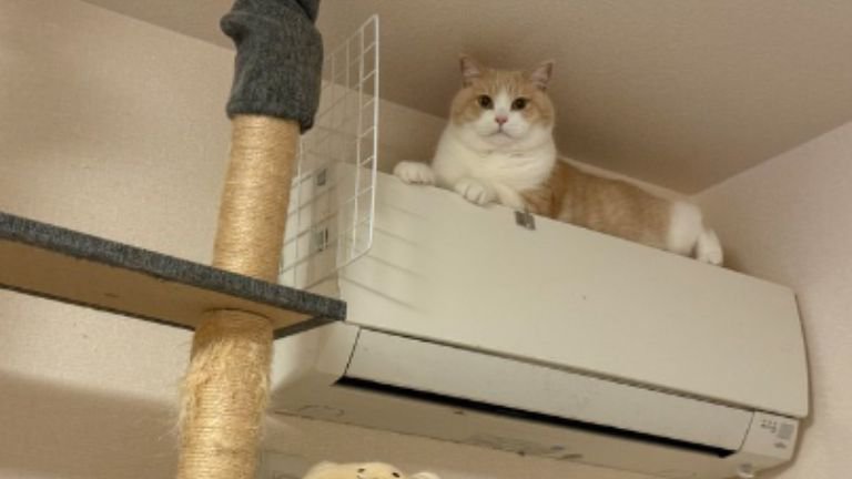 エアコンの上にいる猫