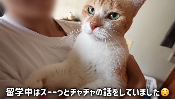 抱っこされる猫