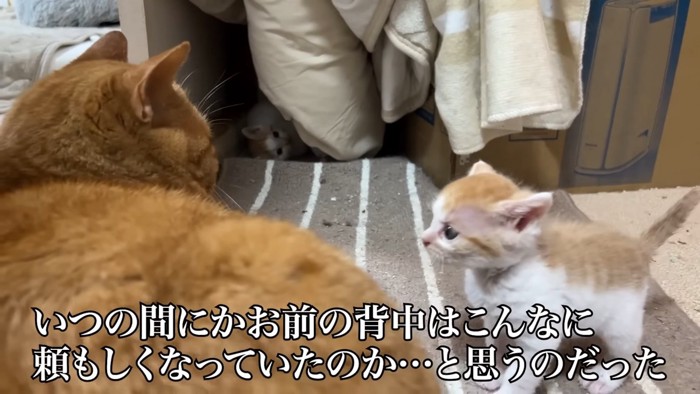 成猫の前に立つ子猫