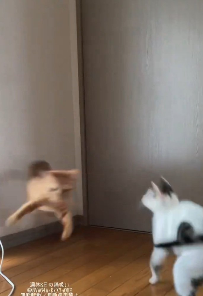 横っ飛びする麦芽ちゃん