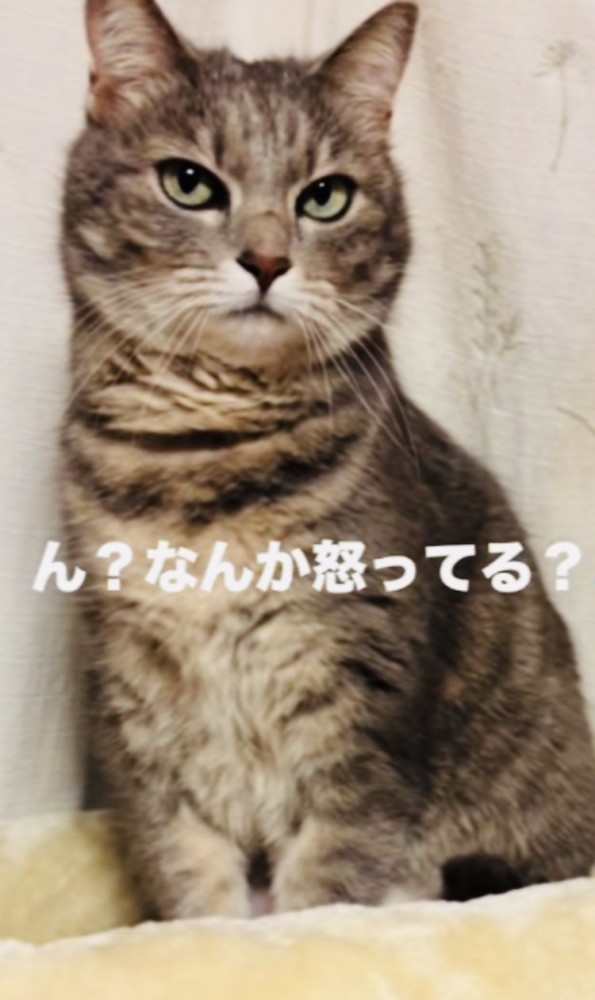 キャットタワーのベッドの上で飼い主を睨むサバトラ猫