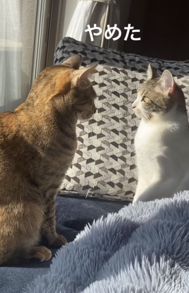 「やめた」のテロップ写真