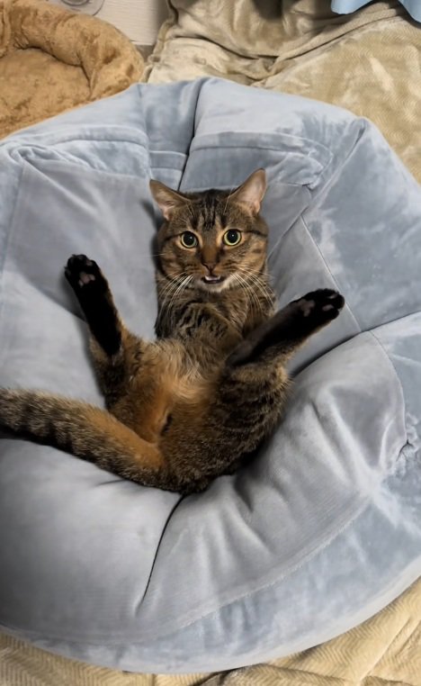 クッションにはまって鳴いているマンチカン