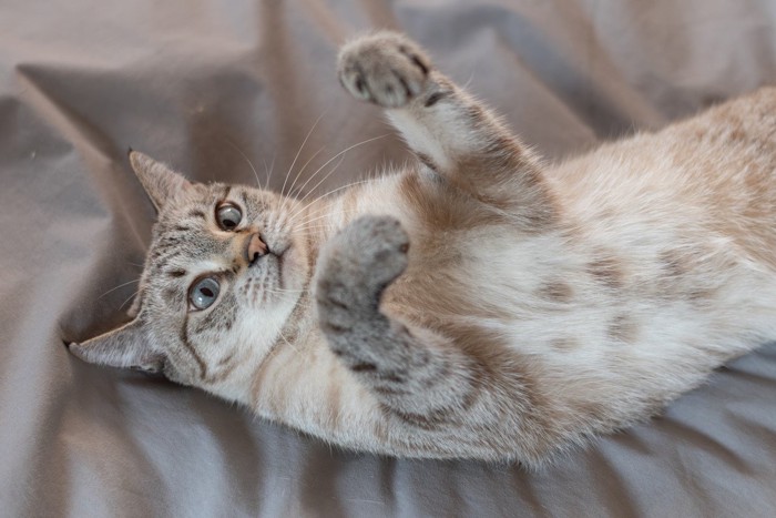 ヘソ天で警戒する猫
