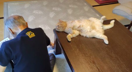 おじいちゃんと猫