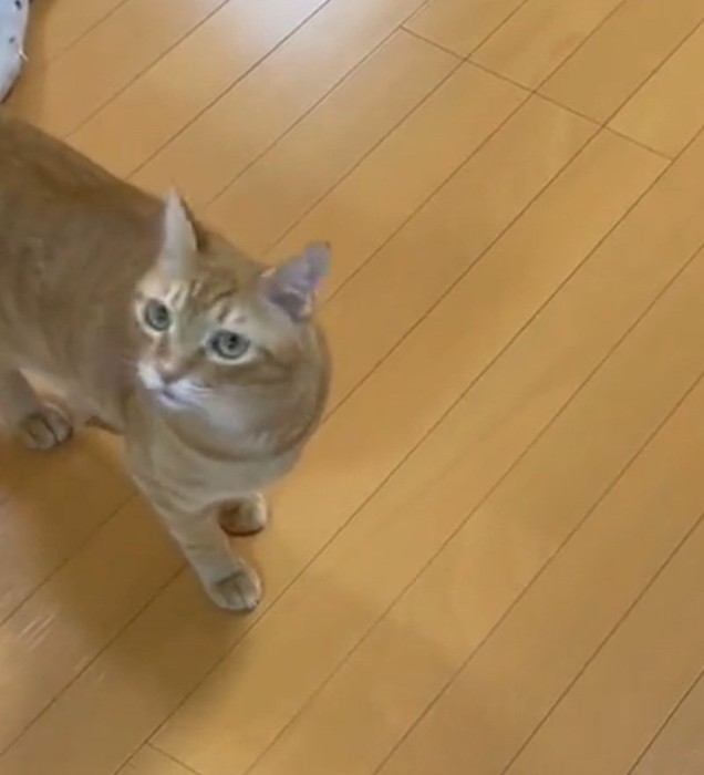 悲しそうに見つめるフクくん