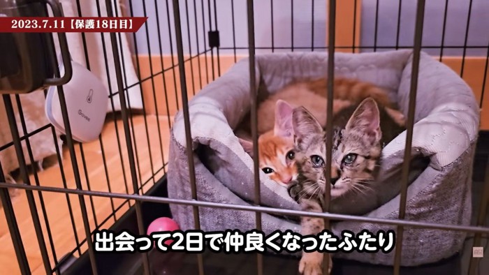 テロップ「出会って2日目で～」