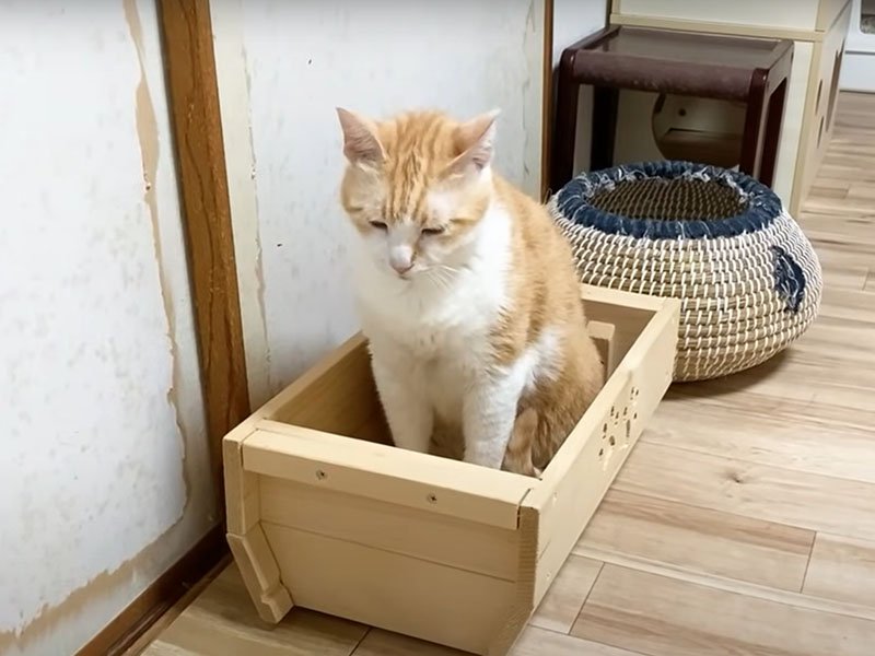 木の箱に入る猫