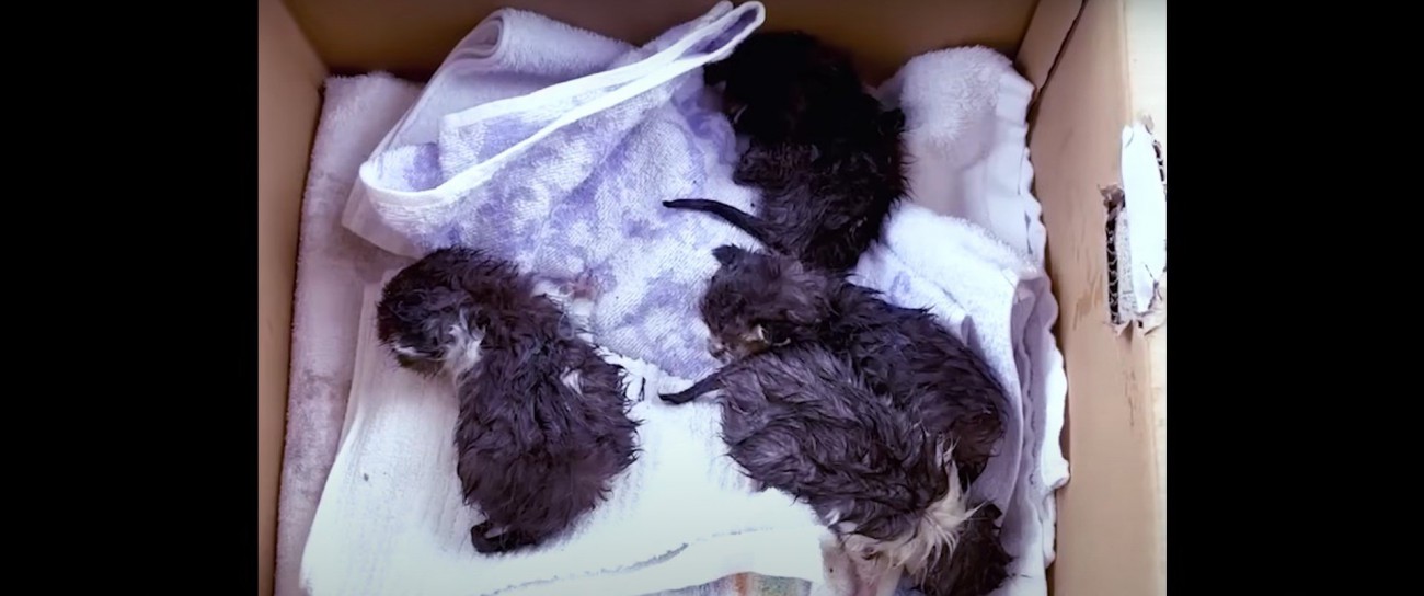 箱の中の子猫%％生後2～3週ほどの子猫たち