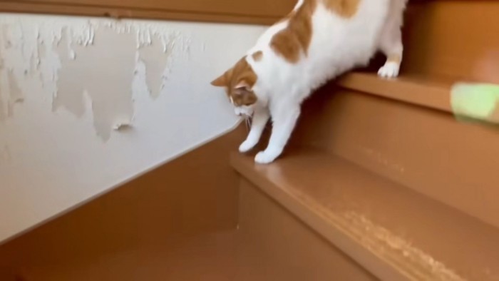 もう一段階段を下りる様子