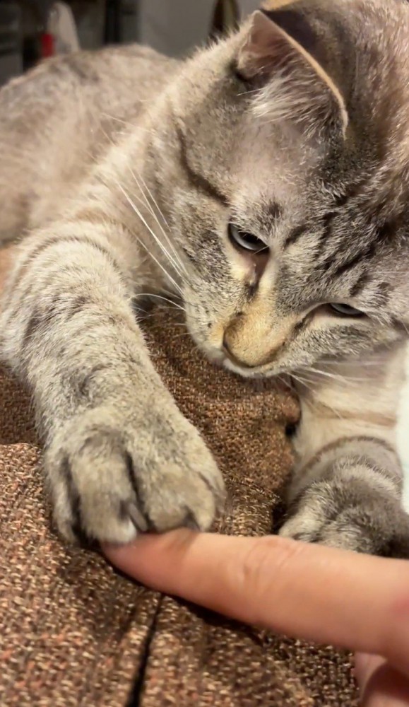 指を手でとらえる猫