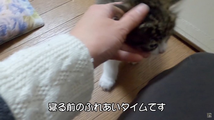 撫でられる猫