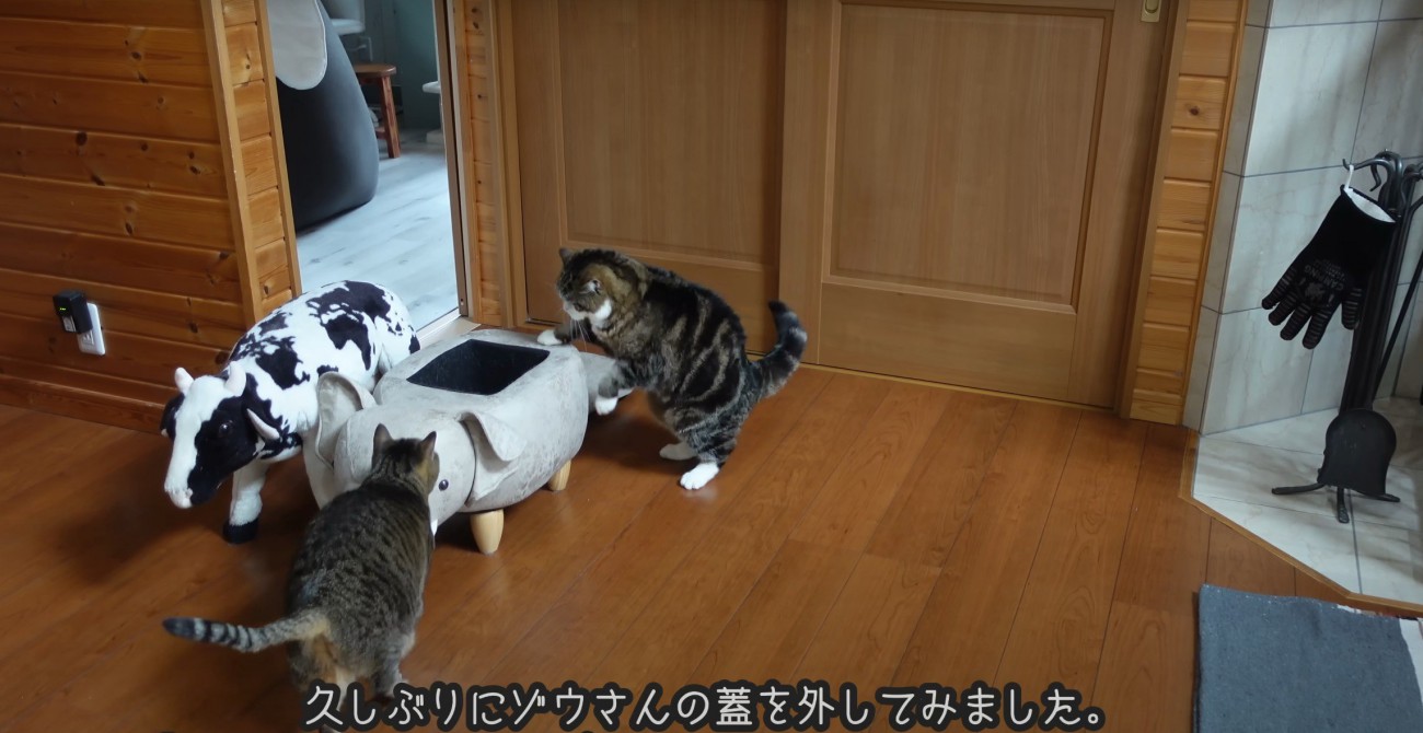 ゾウに群がる2匹