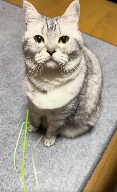 猫じゃらしを足元に置いてお座りをしているカメラ目線の猫