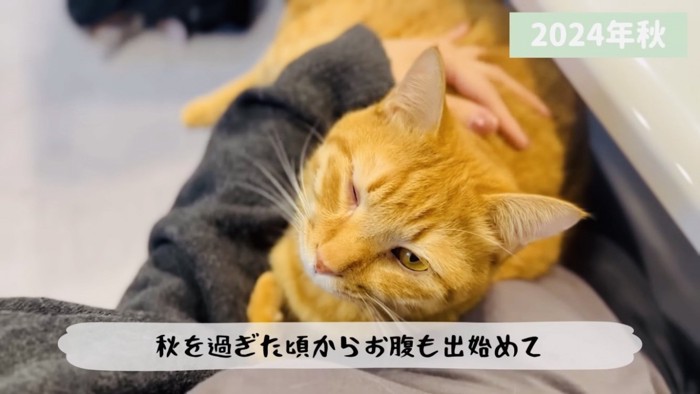 ママのお腹にくっつく茶トラ猫