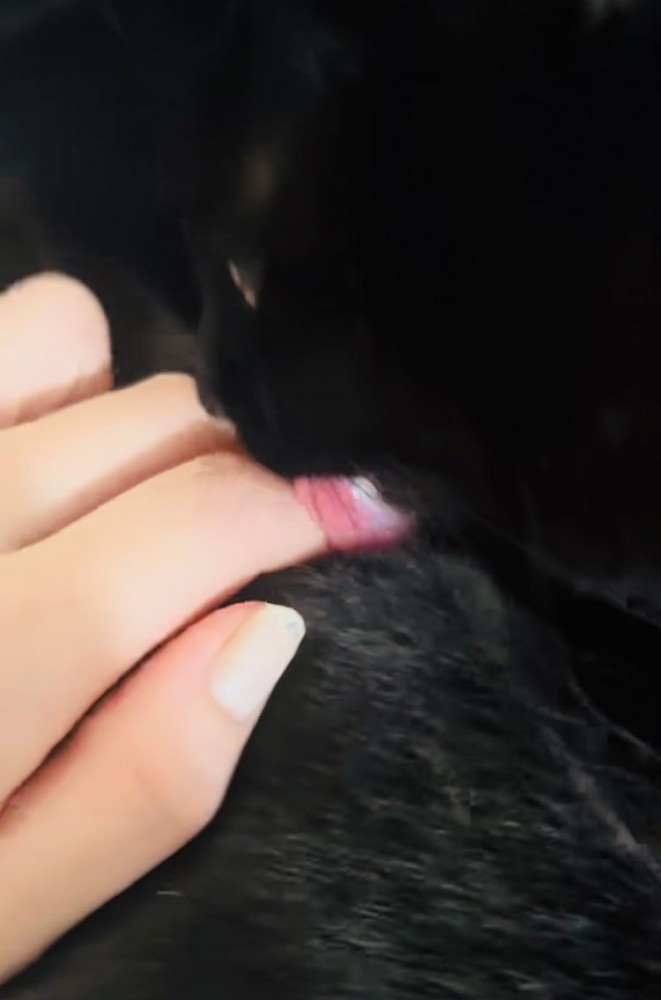 ママの指を舐める黒猫