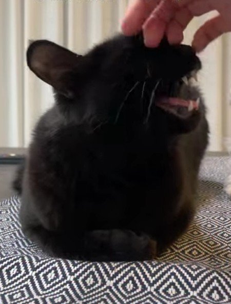 なでられている黒猫