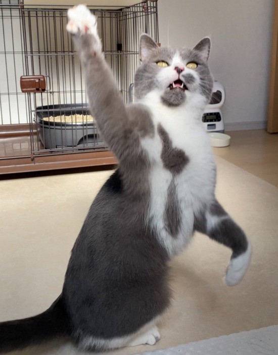 右手を挙げ、左手を下げて立つ猫