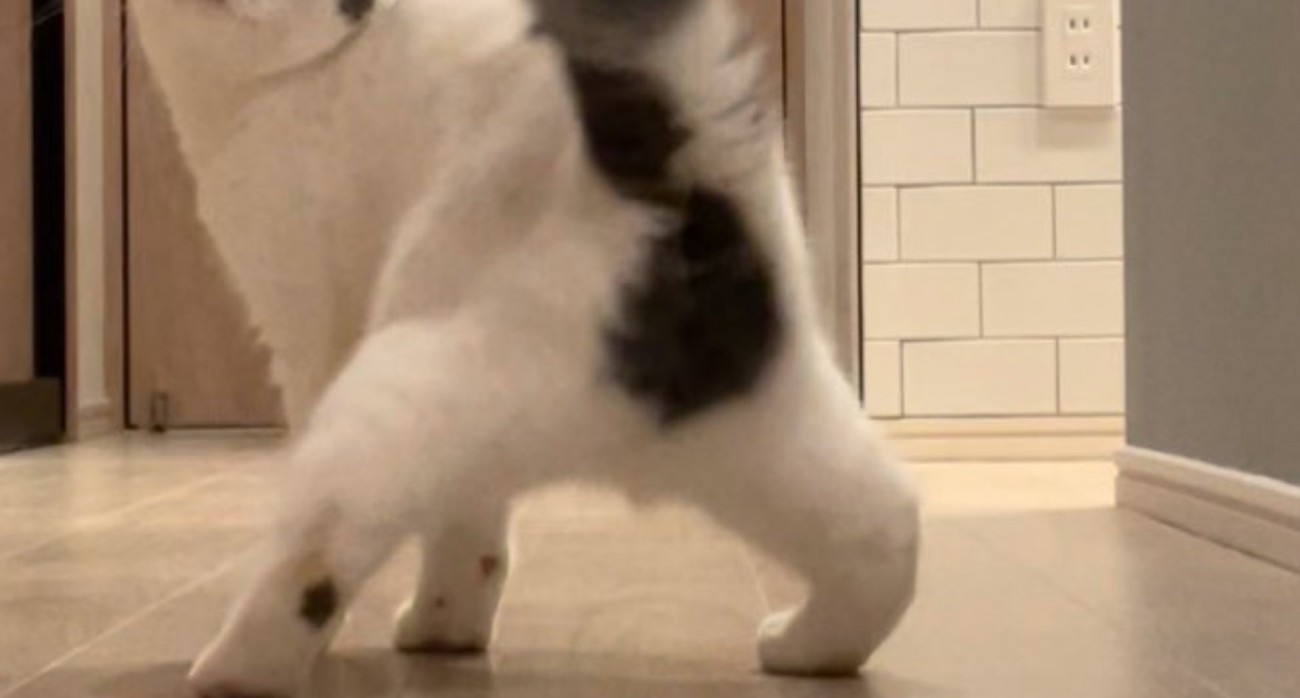 猫のおしり〜足元