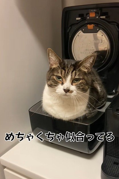 炊飯器が似合う猫