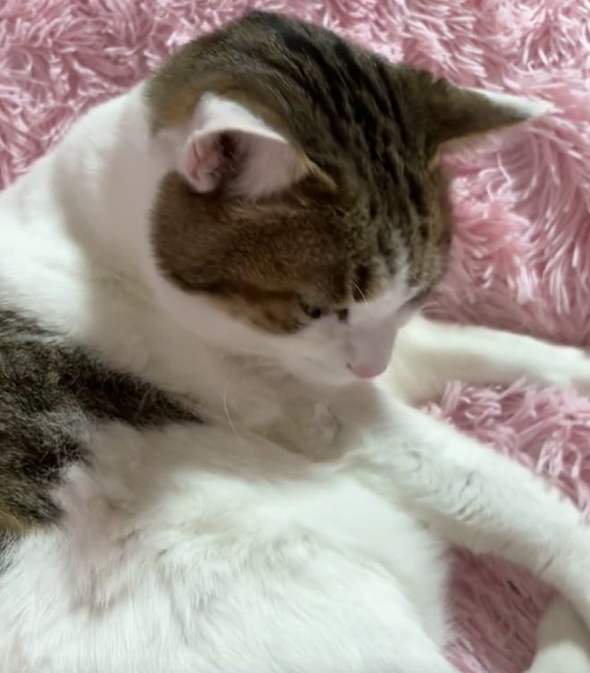 腕を見つめる猫