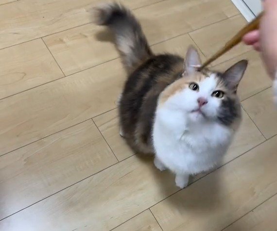 箸を見つめる猫