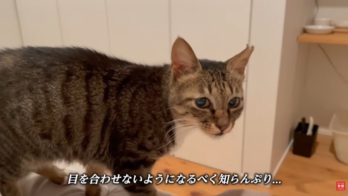 テロップ「目を合わせないように～」