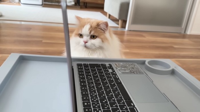 横からのぞき込むレモンくん