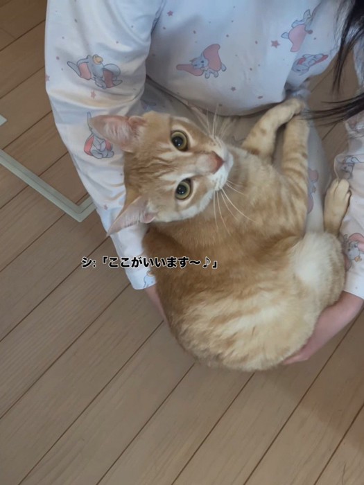 見上げる猫