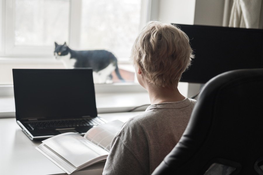 事務室の窓辺を歩く白黒猫