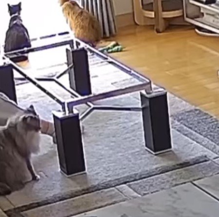 テーブルの枠とツキちゃん