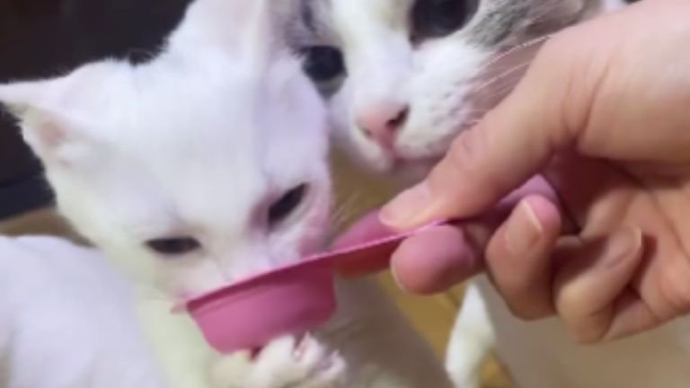 やつを食べている子猫