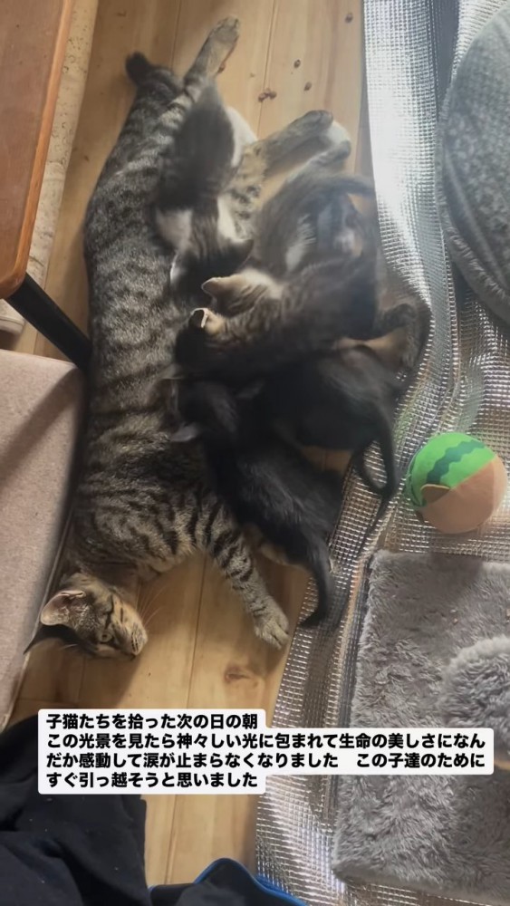 お乳を吸う子猫たち