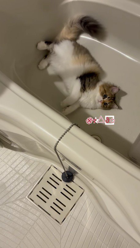 浴槽の中に寝転がる三毛猫