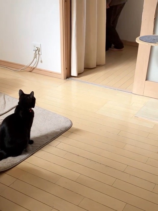 座っている黒猫