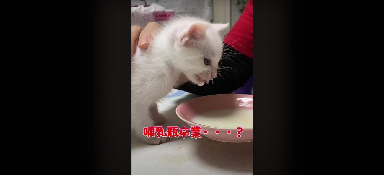 ミルクを飲む子猫%険しい表情