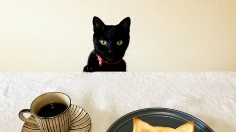 トーストとコーヒーと黒猫