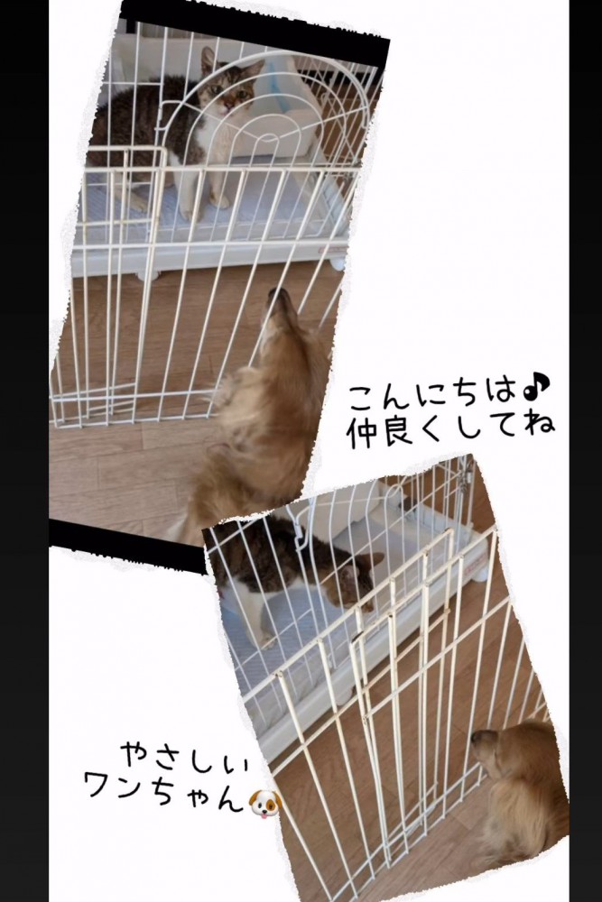 ケージの中にいる猫