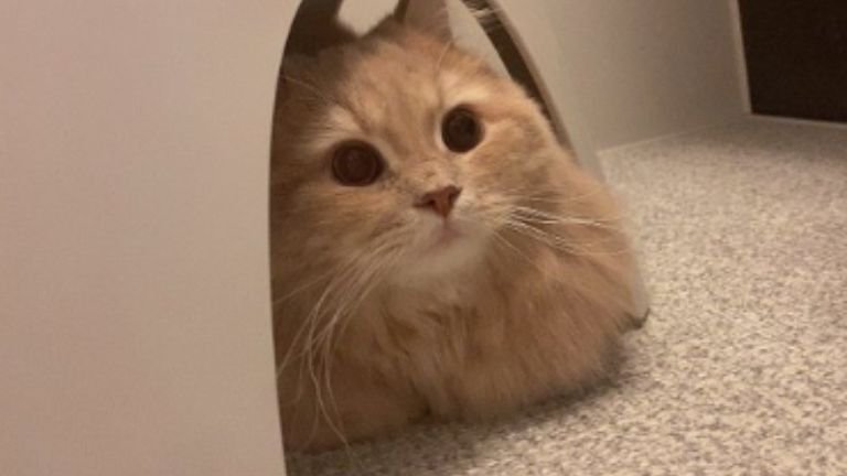 お風呂場にいる猫