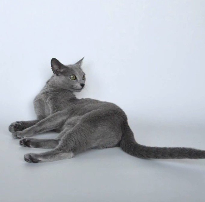 寝そべって右を向く猫