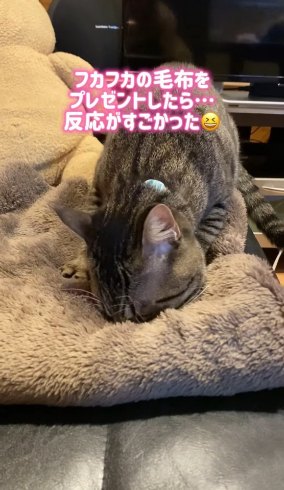 毛布に顔を埋めてフミフミする猫3