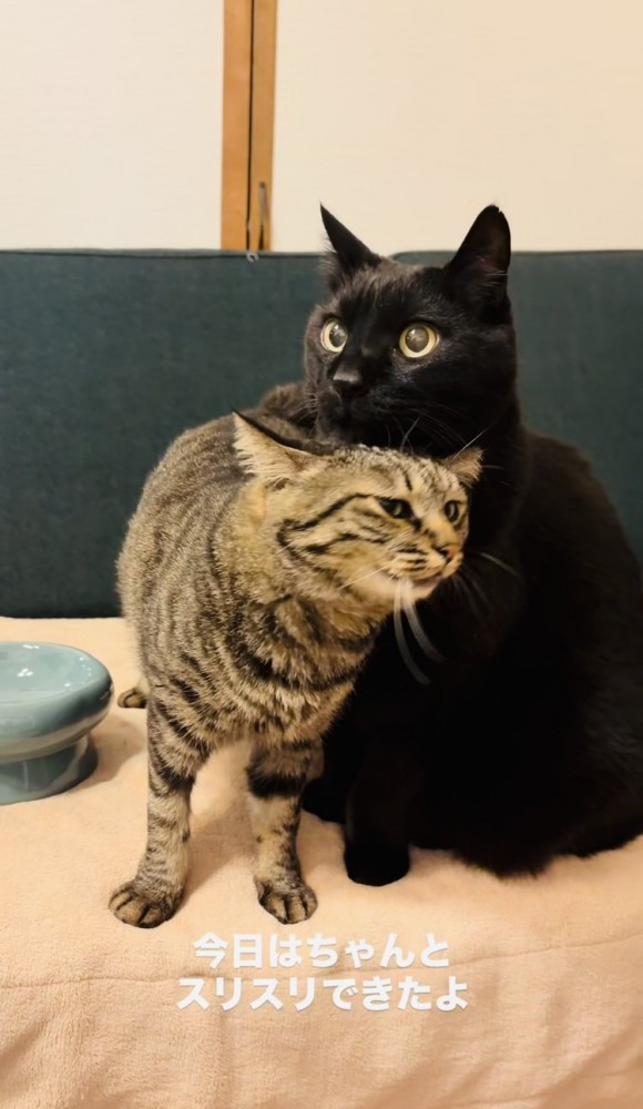 黒猫にスリスリするキジトラ猫