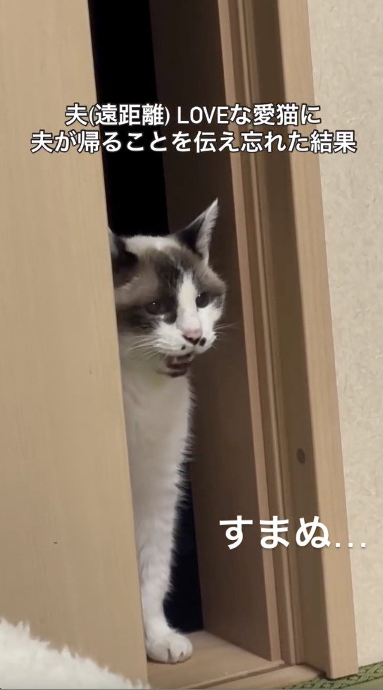 旦那さんを見つけられなくて泣き続ける猫