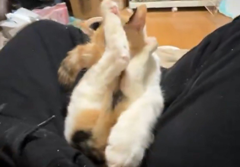 体を折り曲げる猫