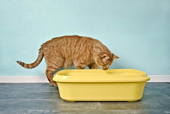 トイレをのぞき込む猫